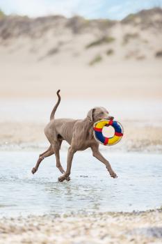 Preview: Wasserspielzeug - Boje - verschiedene Größen